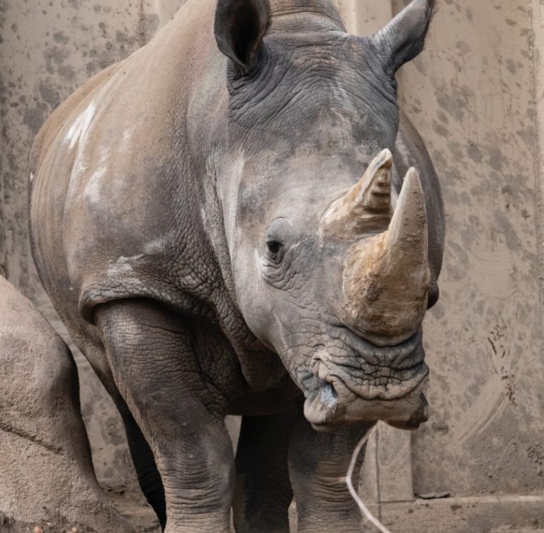 Rhino