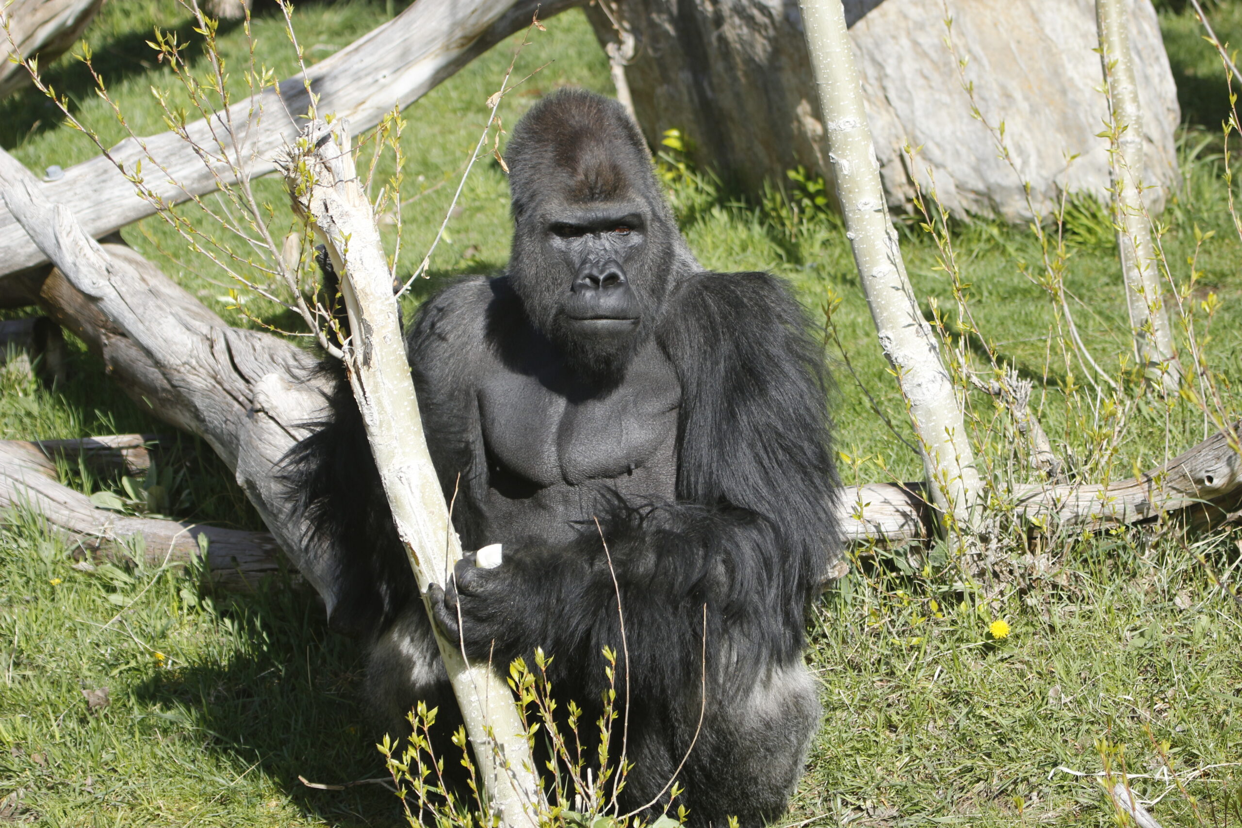 Gorilla sitting