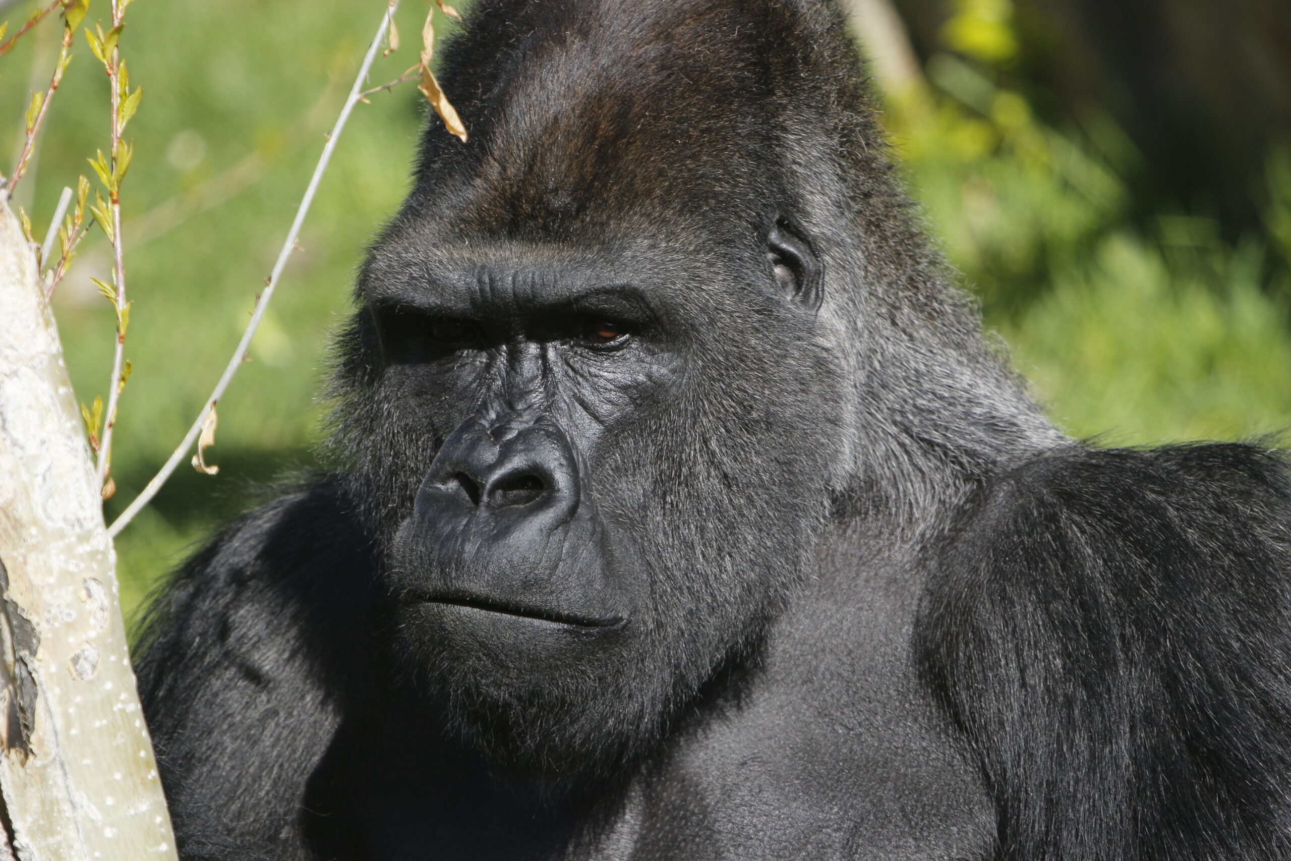 Great Apes - Utah's Hogle Zoo