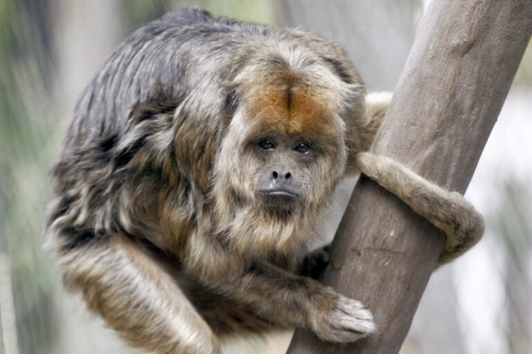 Howler monkey