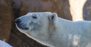 Polar bear