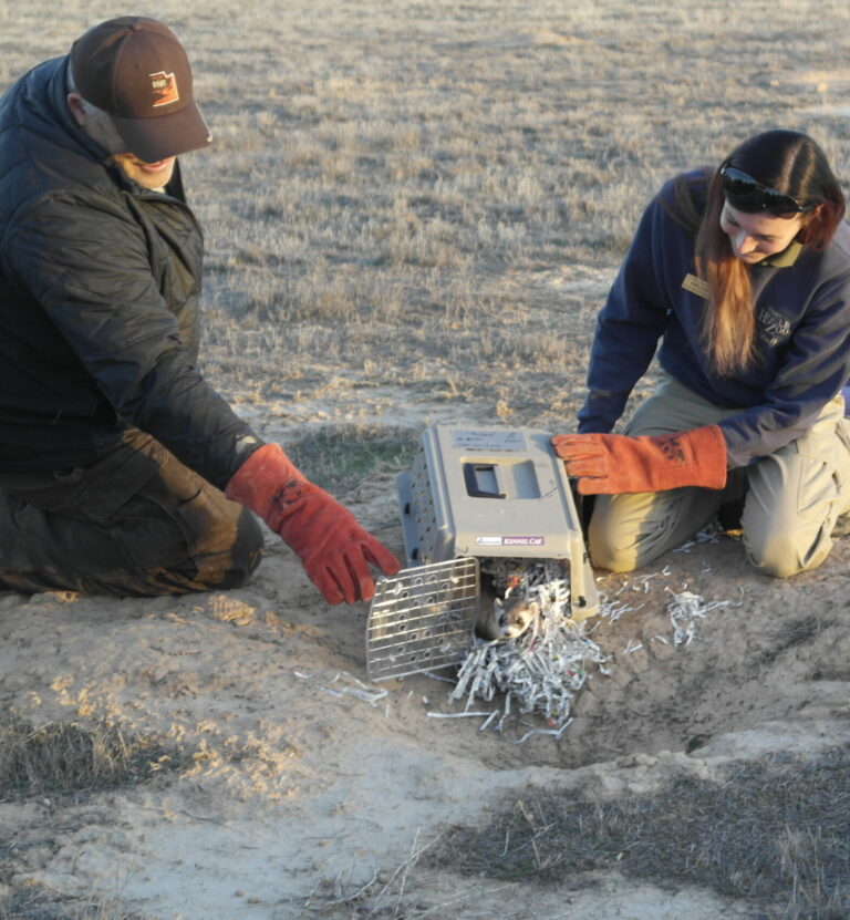 Conservation releasing animals