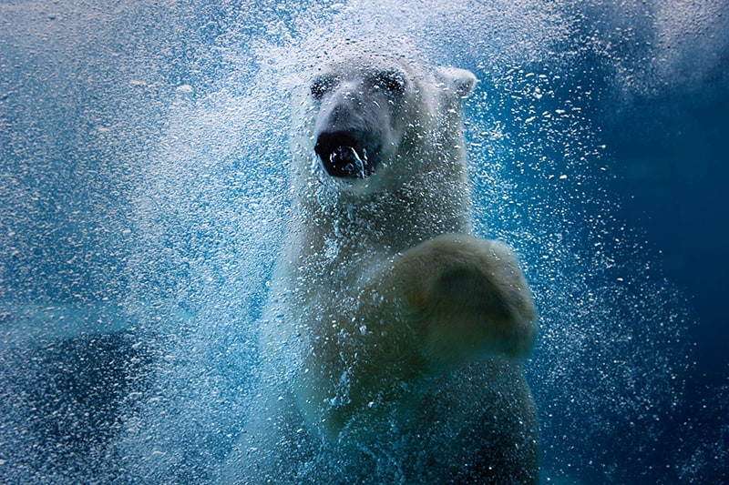 Green Practices - Utah's Hogle Zoo