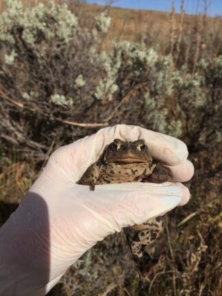 Protecting The Western Toad - Utah's Hogle Zoo