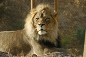 African lion at Utah's Hogle Zoo in Salt Lake City