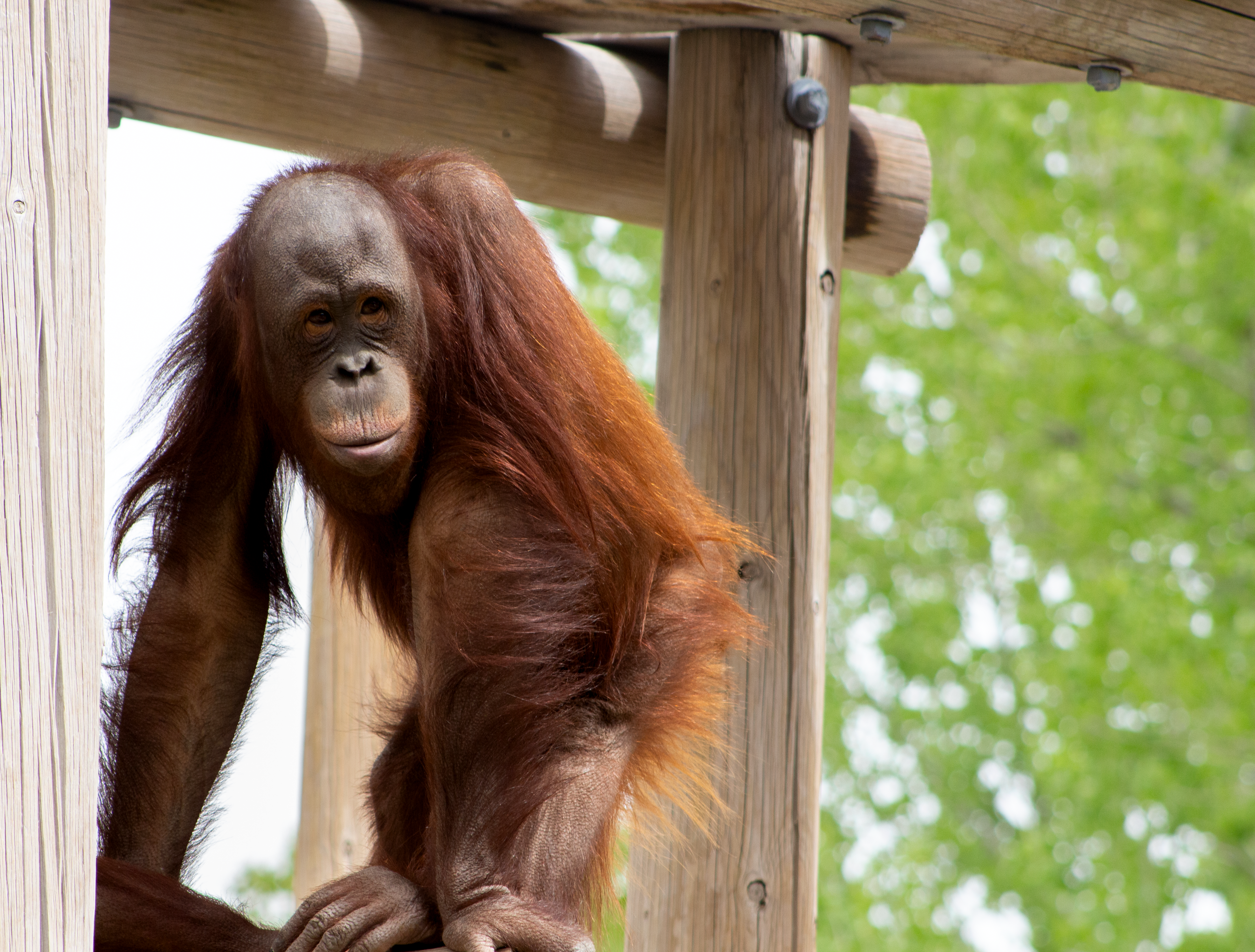 Orangutan