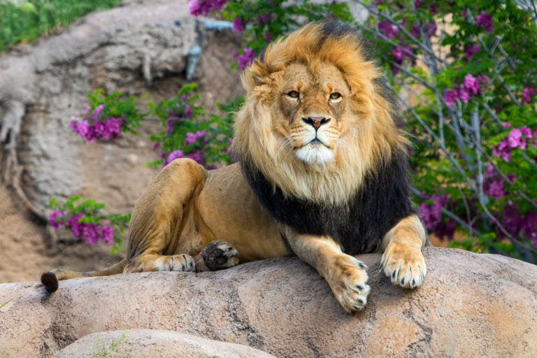 Lion on rock