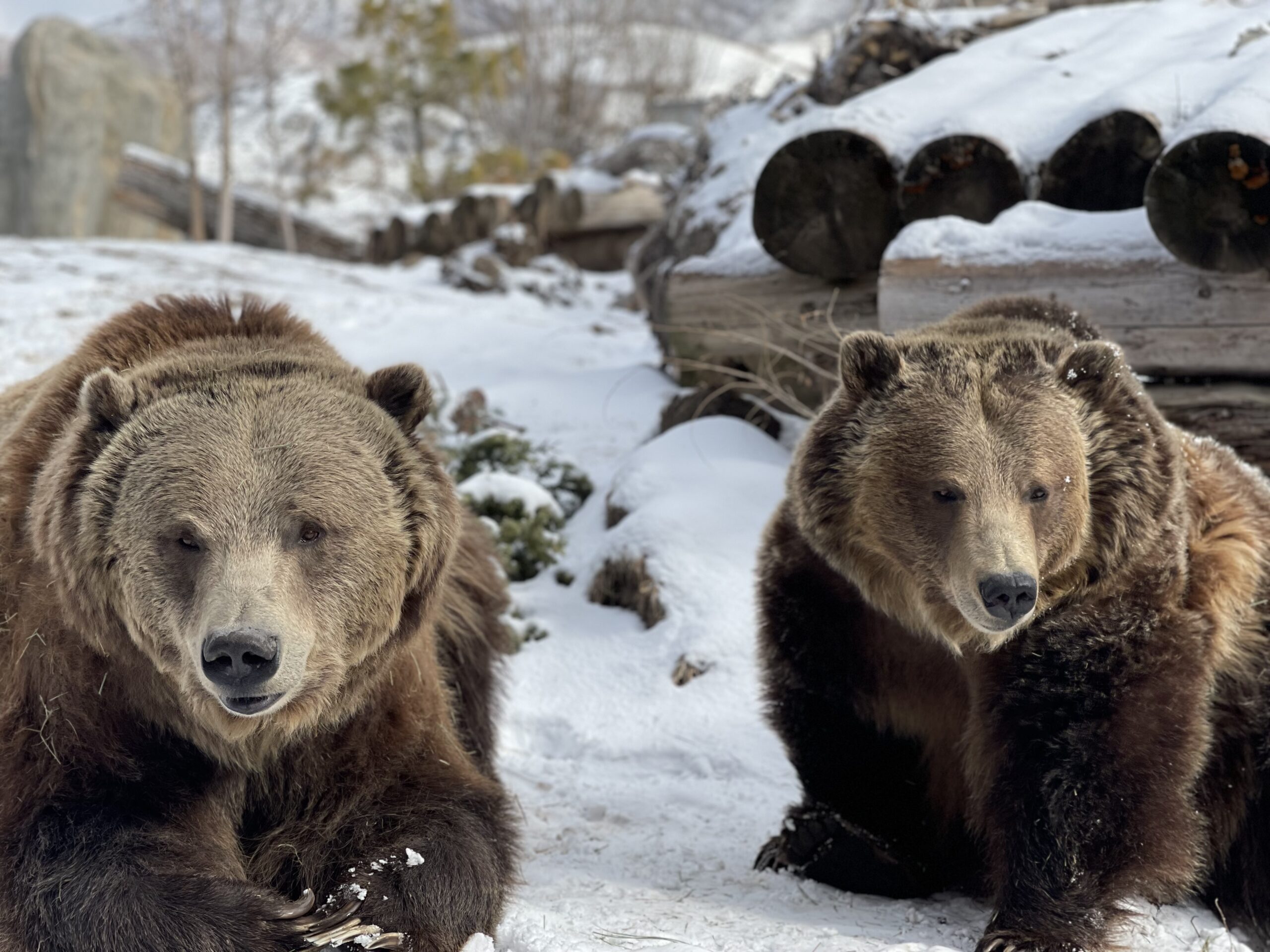 Two grizzly bears