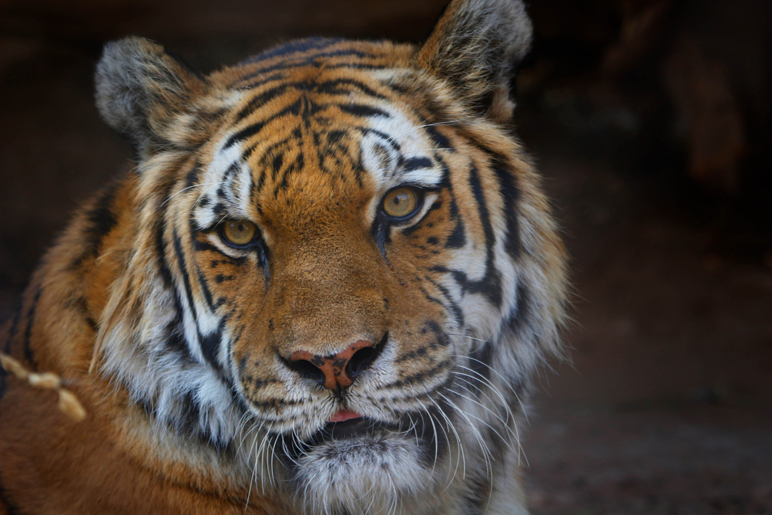 Zoo Stories - Utah's Hogle Zoo