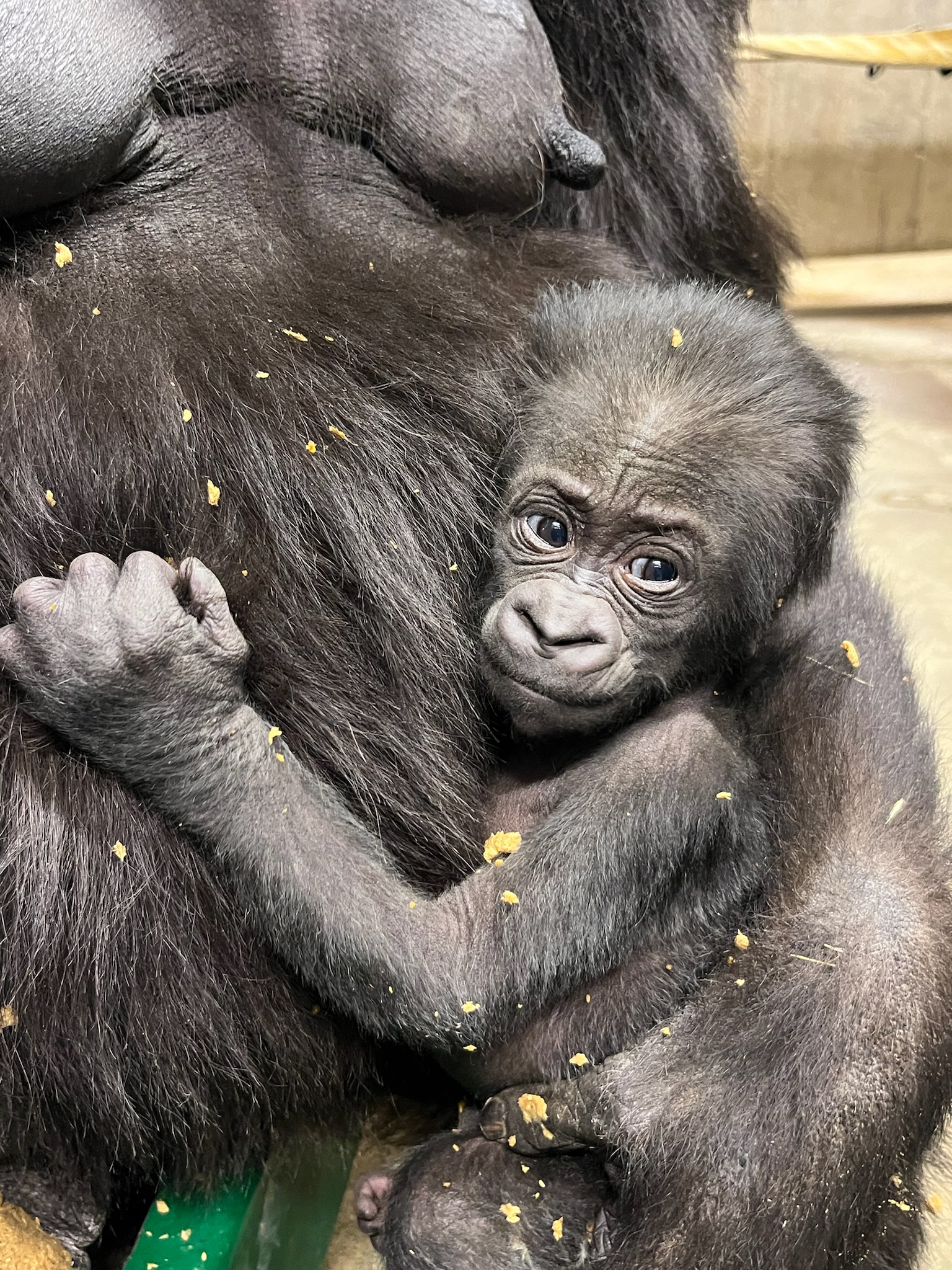 Great Apes - Utah's Hogle Zoo