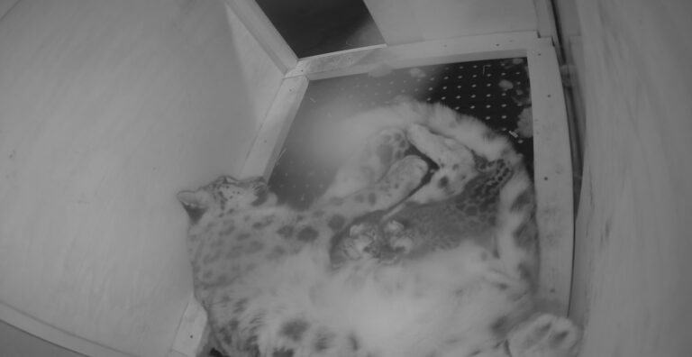 Snow leopard cubs at Utah's Hogle Zoo snuggling