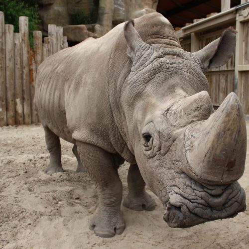 Rhino