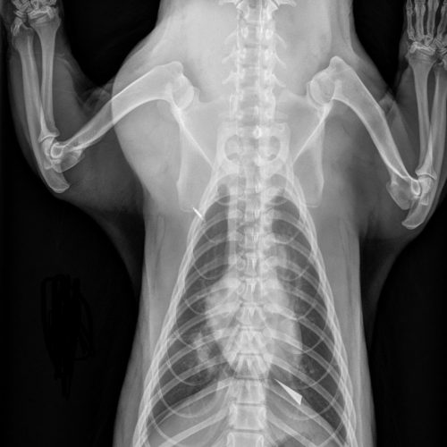 Badger chest x-ray