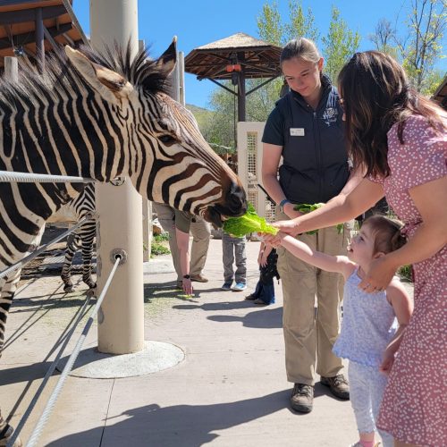 Zebra encounter