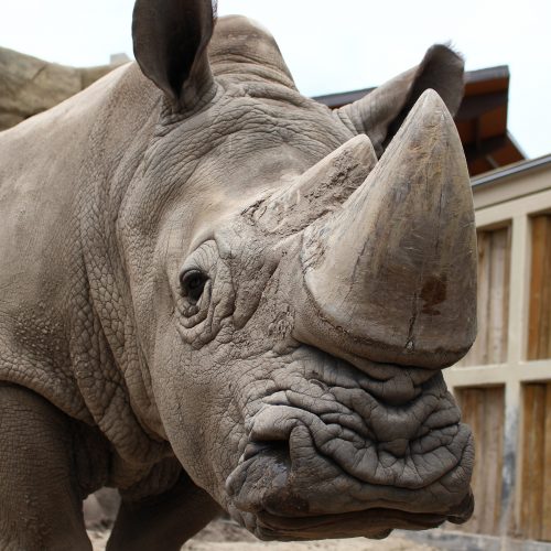 Rhino