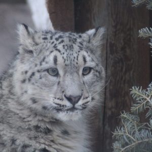 Snow Leopard Bhutan