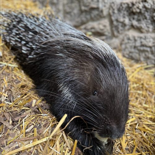 Blanche Porcupine