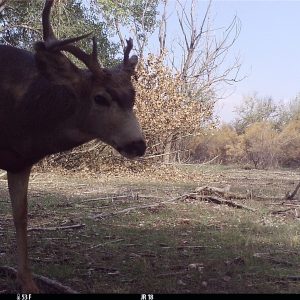 Broken antler