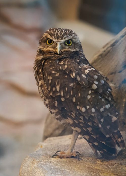 Burrowing owl close-up