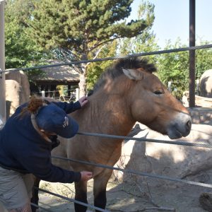 Wild horse with keeper