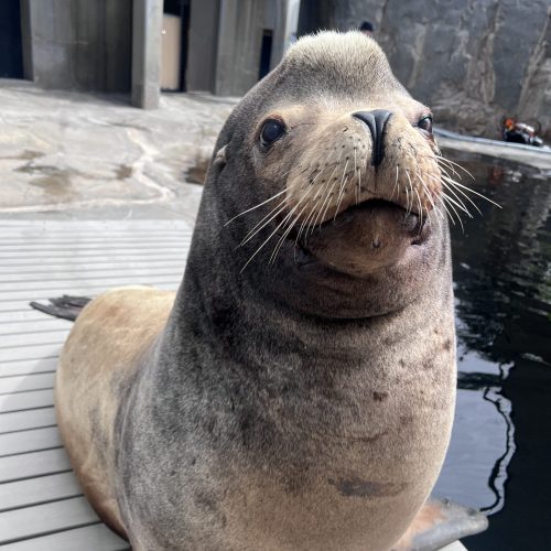 Diego, California sea lion at Utah's Hogle Zoo