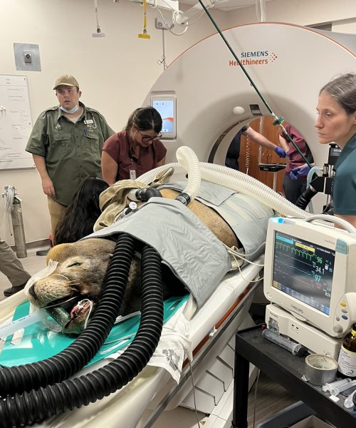 Diego, sea lion at Hogle Zoo during CT scan at UofU