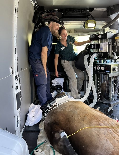 Dr. Erika Crook and Dr. James Bailey in transport van with Diego