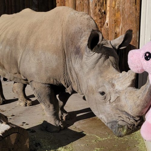 George with plush enrichment