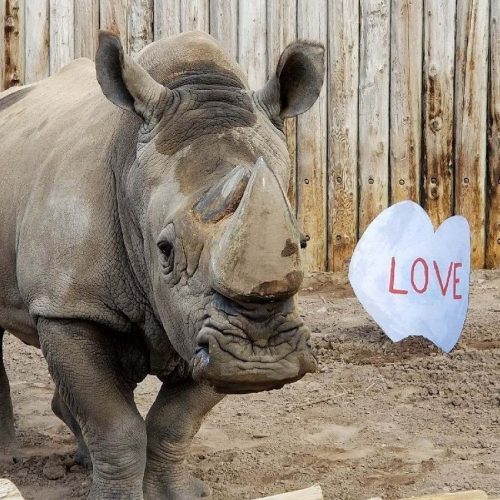 George with valentine enrichment