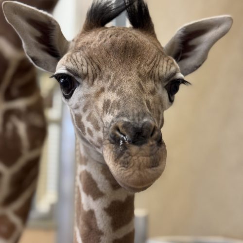 Giraffe calf at Hogle Zoo