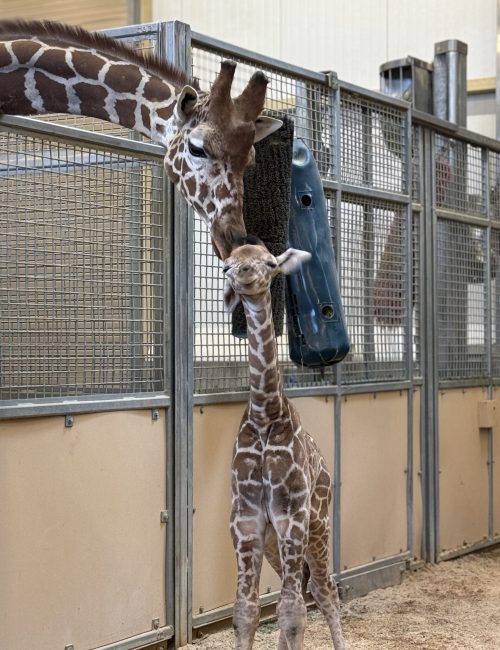 Giraffe calf with dad, Ja, at Utah's Hogle Zoo