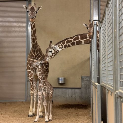 Giraffe herd at Utah's Hogle Zoo