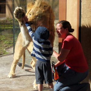 Lion with family