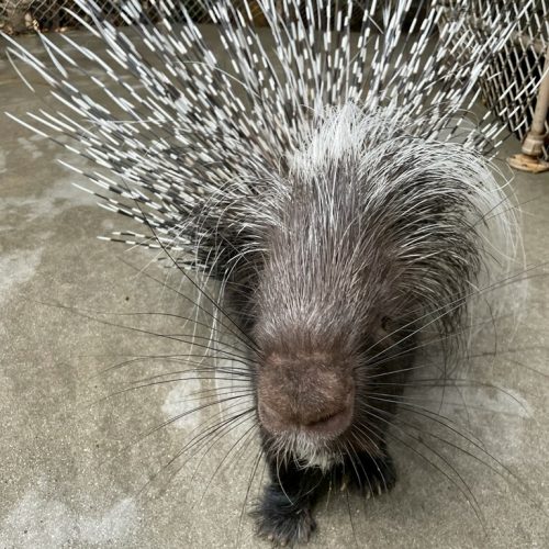 Jack Porcupine