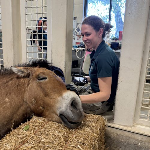 Keeper caring for Mongolian wild horse at Hogle Zoo