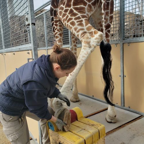 Keeper observing a giraffe hoof at Hogle Zoo