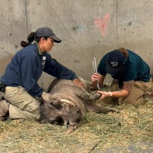 Keepers caring for warthog hoof at Hogle Zoo