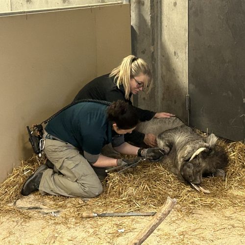 Keepers observing warthog at Hogle Zoo