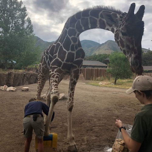 Keepers trimming giraffe hoot at Hogle Zoo