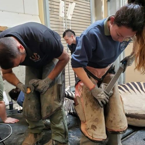 Keepers trimming zebra hoof at Hogle Zoo