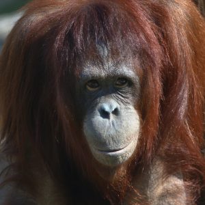 Orangutan