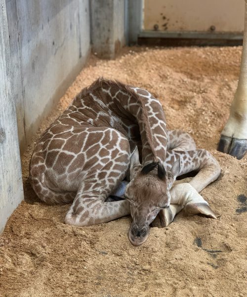 Sleeping giraffe calf at Utah's Hogle Zoo