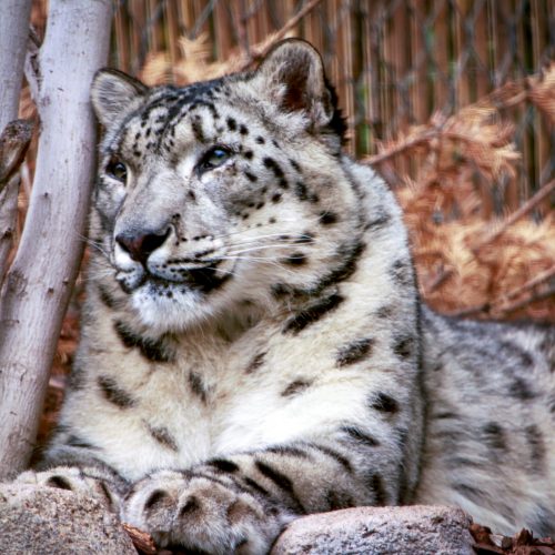 Snow leopard Chim