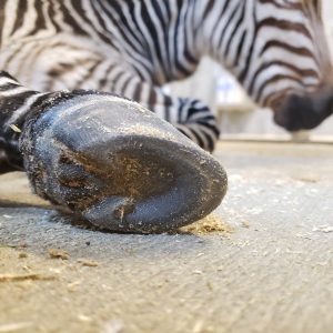 Zebra hoof at Hogle Zoo