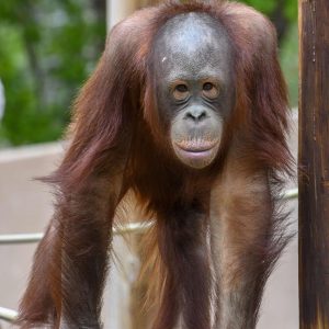 Orangutan Tuah